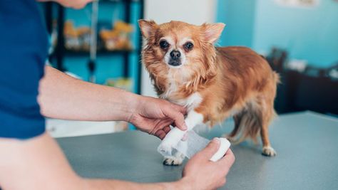 Pet Insurance For Pre-Existing Conditions – Forbes Advisor Animal Rescue Stories, Dog Insurance, Dog Ages, Health Insurance Coverage, Pet Insurance, Insurance Coverage, Cool Pets, Service Dogs, Dog Health