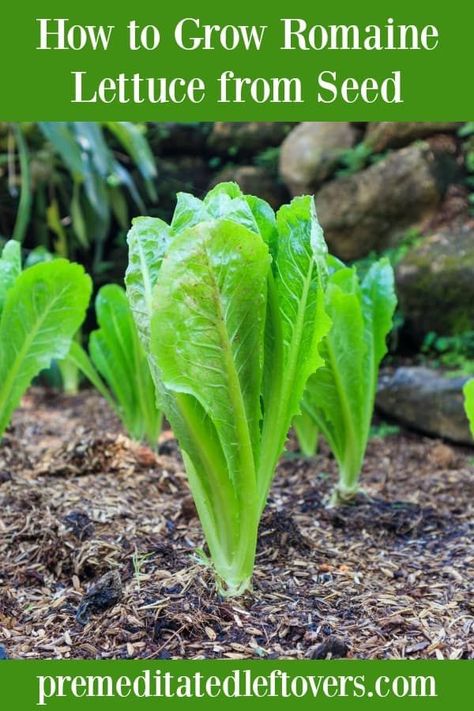 Growing romaine lettuce is a great choice as it can be harvested multiple times throughout its growing season. This guide on how to grow romaine lettuce includes tips on planting romaine lettuce, caring for romaine lettuce plants, and harvesting romaine lettuce. Container gardening tips are also included. Grow Romaine Lettuce, Romaine Lettuce Growing, Gardening Videos, Lettuce Seeds, Growing Lettuce, Backyard Vegetable Gardens, Organic Vegetable Garden, Home Vegetable Garden, Container Gardening Vegetables