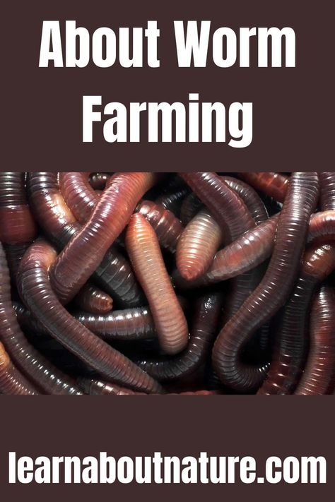 About Worm Farming Earth Worm, Terrestrial Animals, Worm Farming, Dead Leaves, Organic Waste, Land Animals, Worm Farm, Earthworms, Save The Earth