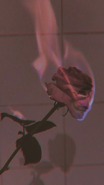 Rose Asethetic Pic, Fire Rose Aesthetic, Breakup Astetic Wallpaper, White Rose On Fire, Burning Rose Wallpaper, Aesthetic Break Up Pictures, Rose On Fire Wallpaper, Rose On Fire Aesthetic, Burning Rose Aesthetic