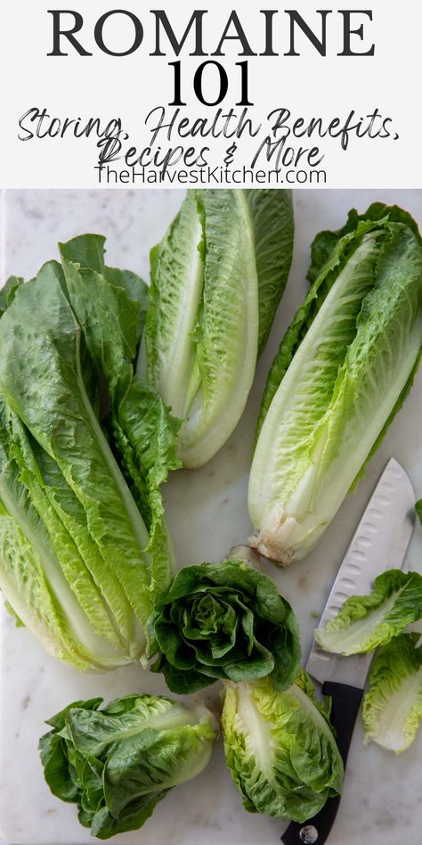 How To Cut Romaine Lettuce For Salad, Simple Romaine Salad, Romaine Lettuce Recipe, Romaine Lettuce Growing, Lettuce Recipe, Romaine Hearts, Turkey Lunch Meat, Grilled Salmon Salad, Lettuce Salad Recipes