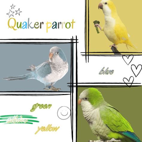 Parrot Habitat, Quaker Parrot, Monk Parakeet, Parrot Pet, Green Bird, Habitat, Parrot, Light Green, Birds