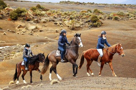 Amanda Wilson vicki Wilson and Kelly Wilson at the Kaimanawa ranges on their Kaimanawas Hen Wilson, Kaimanawa Horses, Therica Wilson-read, Philip Wilson Steer Paintings, Amanda Wilson, Horses Photos, Wilson Sisters Horses, Wilson Sisters, Wilson Fisk