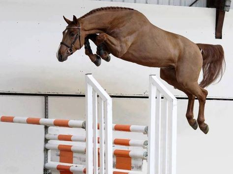 My horse does this every time we jump. He jumps way taller then the bar. It's like he is trying to be a unicorn. Equestrian Helmet, Horse Blankets, Equestrian Sports, Sport Horse, Horse Jumping, Equestrian Life, Cute Horses, Equestrian Outfits, Horse Photos