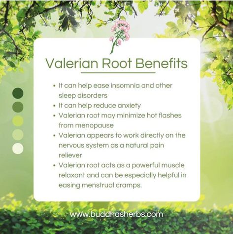 Valerian Root Benefits, Medicinal Herbs Remedies, Natural Medicine Cabinet, Medicinal Herbs Garden, Magickal Herbs, Medical Herbs, Essential Oils Herbs, Herbal Apothecary, Natural Healing Remedies