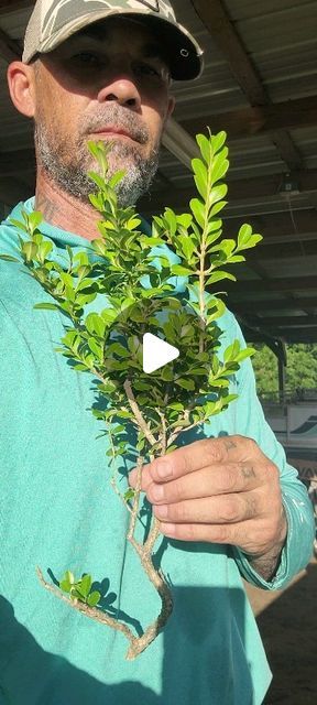 Matt logue on Instagram: "Boxwood cuttings #propagation #propagating #growingtrees #airlayering" Japanese Pieris, Japanese Boxwood, Boxwood Landscaping, Box Wood Shrub, Boxwood Garden, Boxwood Plant, Air Layering, Bonsai Ideas, Garden Hedges