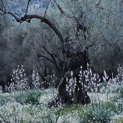 Asphodel Meadows, Werewolf Name, Forest Meadow, Elysian Fields, Dreamy Forest, Spirit Photography, Studio Painting, Olive Grove, Midsummer Nights Dream