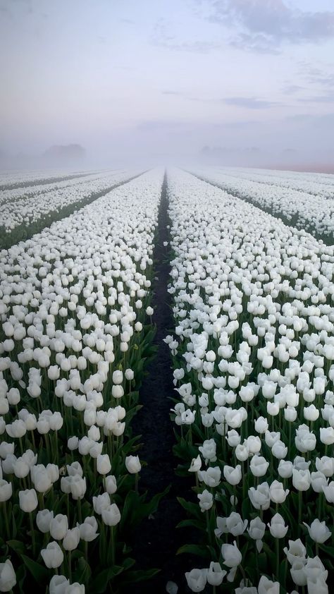 Dutch Tulip, White Carpet, Tulip Fields, White Tulips, April Showers, Flower Field, Earth Day, Wonderful Places, Pretty Pictures