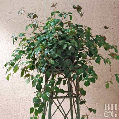 buy as a hanging plant. readily available all year long at garden centers. Ivy Houseplant, Indoor Ivy, Parthenocissus Tricuspidata, Chenille Plant, Hanging Indoor Plants, Plant In Glass, Climbing Trellis, Orchid Planters, Living Room Plants