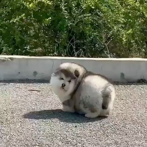 15.6k Likes, 197 Comments - Round Animals (@round.boys) on Instagram: “Have you ever seen a boy this fluffy . . . 📹dm for credit  #dogs #cute #animals #animal #round…” Round Animals, Alaskan Malamute Puppy, Silly Pets, Dog Goals, Alaskan Dog, Malamute Puppy, Alaskan Malamute Puppies, Cute Fluffy Dogs, Malamute Dog