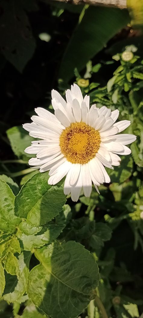 Daisy on a hot sunny day ☀️ Hot Sunny Day, Flowering Plants, Screen Savers, Sunny Day, Sunny Days, Sunnies, Planting Flowers, Daisy, Sun