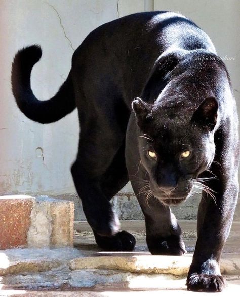 Jaguar Reference, Cat Prowling, Black Panther Animal, Panther Painting, Black Jaguar Animal, Panther Cat, Jaguar Animal, Panther Tattoo, Wild Animals Pictures