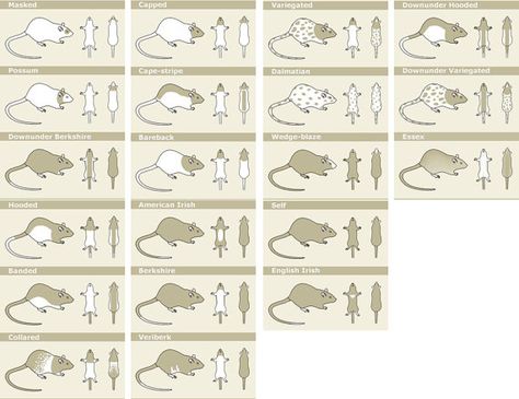 Types of rat markings Rat Markings, Types Of Rats, Pet Rat, Pet Rats, Dalmatian, Rats, Pet, Comics, Animals