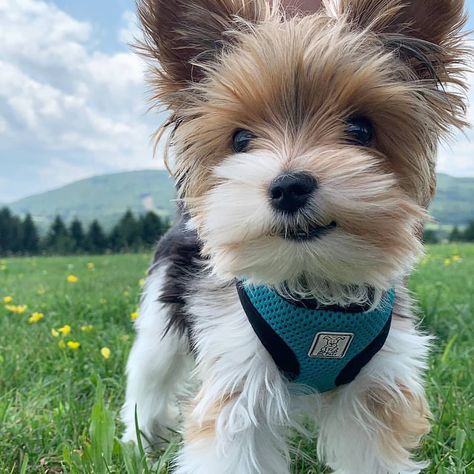 Parti Yorkies For Sale, Parti Yorkies, Puppies Yorkie, Yorkie Puppies For Adoption, Parti Yorkie, Yorkies For Sale, Teddy Bear Puppies, Dear Future Me, Yorkie Puppy For Sale