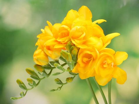 Types Of Yellow, Yellow Freesia, Architectural Plants, Freesia Flowers, Wedding Flowers Roses, Golden Garden, Indoor Flowering Plants, Early Spring Flowers, Rabbit Garden