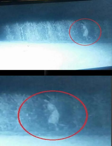 Ghost Caught on Trail Cam near Holy Hill Ghost Caught On Camera, Trail Cam, Ghost Sightings, Paranormal Stories, Miraculous Healing, Corn Field, Trail Camera, Ghost Adventures, Motion Detector