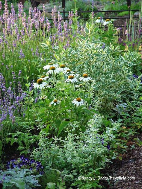 'White Swan' purple coneflower (Echinacea purpurea) between pineapple mint (Mentha suaveolens 'Variegata') and Creme de Mint dogwood (Cornus alba 'Crmizam') [Nancy J. Ondra/Hayefield.com] White Swan Coneflower, Coneflower Landscaping, White Coneflower, Cornus Alba, Bee Friendly Plants, Purple Coneflower, Pineapple Mint, Waterwise Garden, Border Ideas