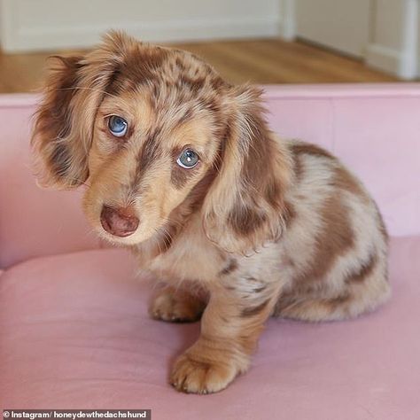 Adorable six-month-old dachshund puppy becomes a social media star | Daily Mail Online