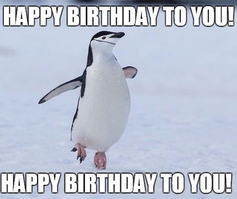 Penguin Love Quotes, Happy Birthday Penguin, Penguin Meme, Pingu Pingu, Penguin Birthday Party, Penguin Pictures, Special Friend Quotes, Penguin Birthday, Birthday Greetings Funny