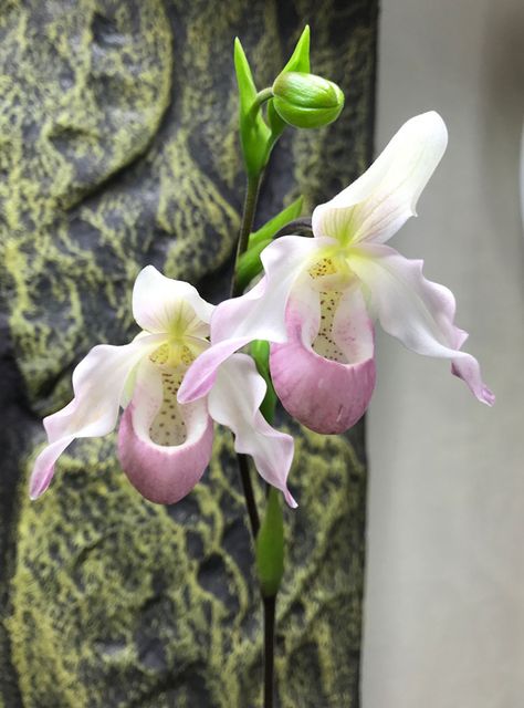 Phrag Sedenii - Slippertalk Orchid Forum- The best slipper orchid forum for paph, phrag and other lady slipper orchid discussion! Egret Orchid, Flowers Orchids, Slipper Orchid, Lady Slipper Orchid, Lady Slipper, Orchid Photo, Rose Gardens, Orchids Garden, Orchid Flowers