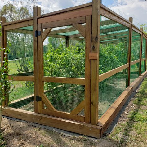 Blueberry Cage – Margaret D. Minuth | PearlHunter Berry House Garden, Berry Bush Enclosure, Fruit Cages Walk In Diy, Berry Cage Garden, Fruit Cages Walk In, Diy Fruit Cage How To Build, Blueberry Patch Garden, Berry Bush Cages, Garden Cage Ideas