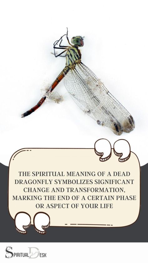 "The dragonfly, in almost every part of the world symbolizes change and transformation. This change is often associated with a deeper understanding of life and self-realization. When a dragonfly dies, it carries the same symbolism. This could indicate the end of a particular phase in your life and the beginning of a new one. #dragonfly #change #artistsofinstagram Dragonfly Meaning Spiritual, Spiritual Animals, Dragonfly Meaning, Coping With Loss, Spiritual Animal, Unique Meaning, Spiritual Beliefs, Cycle Of Life, Self Realization