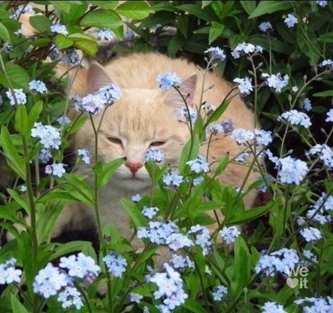 Cottagecore Cat, Aesthetic Flowers, Cottage Core Aesthetic, + Core + Aesthetic, Cat Aesthetic, Nature Aesthetic, Pretty Cats, In The Middle, The Middle