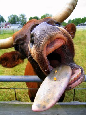 Community & Cow Tongues. « The “Not-So-Creative” World of Jaydubb Cow Tongue, Get Rid Of Cold, Mrs Robinson, Cold Sores, Cattle Breeds, Cow Pictures, Zoo Animals, The Farm, Sweden