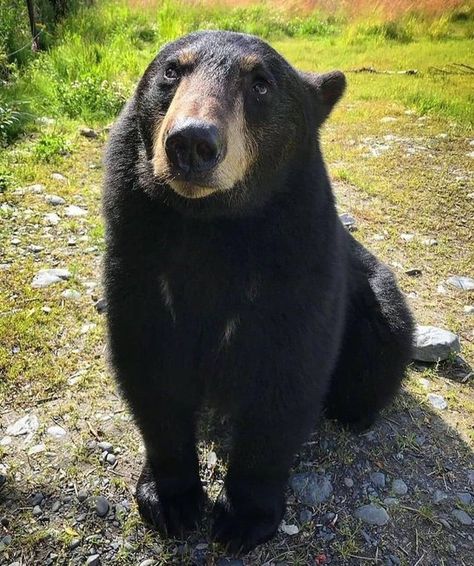 American Black Bear, Alaska Wildlife, Try Your Best, Black Bear, Alaska, To Look, Bears, Black