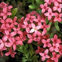 Daphne cneorum (rose daphne): Go Botany Daphne Flower, Low Growing Shrubs, Winter Leaves, Red Bud, Yellow Fruit, Diy Landscaping, City Garden, Flower Branch, Pink Blossom