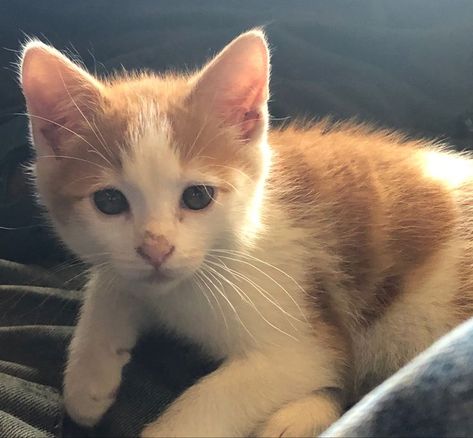 White Cat With Orange Spots, Orange And White Kitten, White And Orange Cat, Orange White Cat, Tabby Kitten Orange, Orange Kitty, Orange Kitten, Orange And White Cat, Spotted Cat