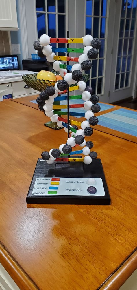 Science Biology Design Ideas, Double Helix Dna Model Diy, Dna Structure Project, Dna Strand Model, Science Project For High School, Dna Double Helix Model Projects, Project For Biology, Model Of Dna Project, Biology 3d Project