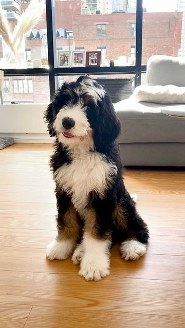 RIVER 🐾 on Instagram: "Double tap if it’s true! 🐾" Bernese Mountain Doodle, Full Grown Mini Bernedoodle, Bernedoodle Aesthetic, Bernadoodles Full Grown, Mini Bernedoodle Haircut Styles, Bernadoodle Haircuts, Bernese Doodle, Mini Bernedoodle Full Grown, Bernadoodle Mini