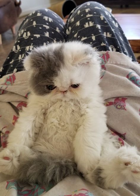 Curly Haired Cat, Himalayan Persian Cats, Exotic Shorthair Cat, Persian Cats, Dream's Cat, Persian Kittens, Exotic Shorthair, Love And Affection, Animals Dogs