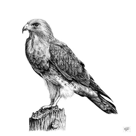 Ink Fineliner Animal & Nature Drawing Hawk Drawing Sketches, Hawk Sketch, Nature Drawings, Animals And Nature, Spirit Animal Art, Spirit Animals, Animal Drawing, Animals Art, Nature Drawing