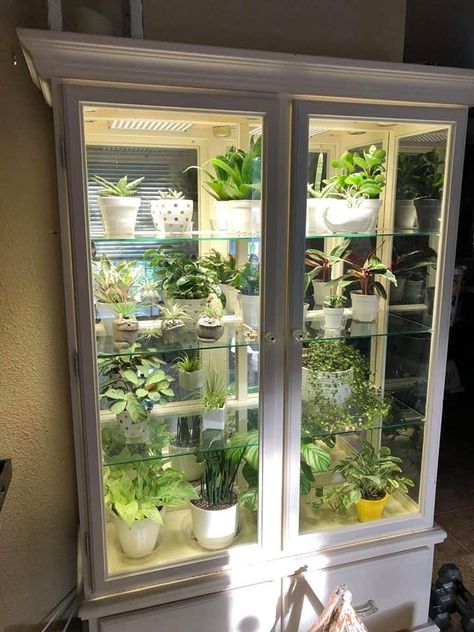 This would be pretty with begonias and orchids! Plant Cabinet, Greenhouse Cabinet, Plant Greenhouse, Terrarium Ideas, Plant Room, Indoor Greenhouse, Green Things, Inside Plants, Diy Greenhouse