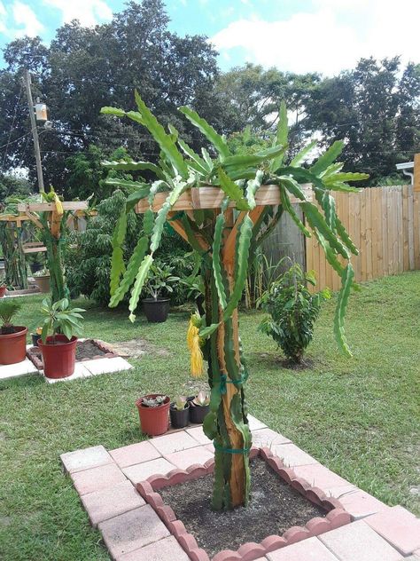 Dragon Fruit Garden, Hylocereus Undatus, How To Grow Dragon Fruit, Como Plantar Pitaya, Dragon Fruit Tree, Passion Fruit Plant, Dragon Fruit Cactus, Dragon Fruit Plant, Buah Naga