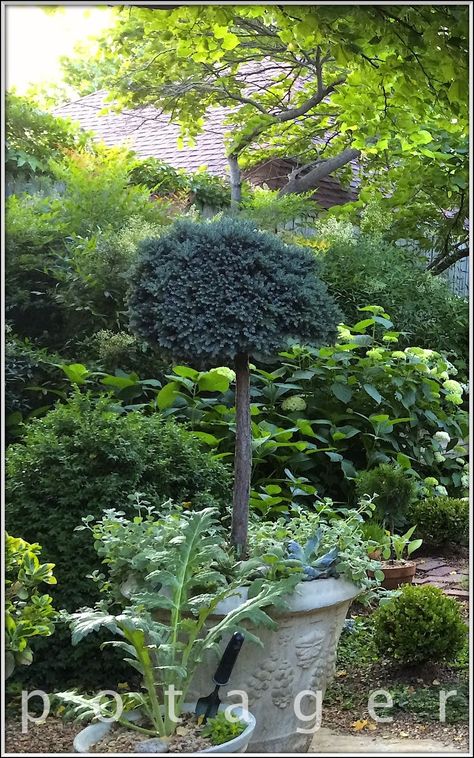 Blue Juniper Topiary Juniper Topiary Tree, Juniper Topiary, Blue Point Juniper, Live Topiary, Juniper Plant, Blue Star Juniper, Blue Juniper, Emerald Green Arborvitae, Slow Flower