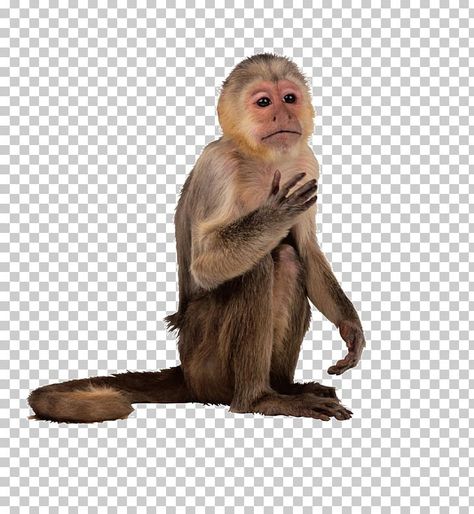 Monkey Png, Monkey Icon, Capuchin Monkey, Cartoon Monkey, Monkey Pictures, Monkey Face, Candles Photography, Lion Images, Cartoon Wallpaper Hd