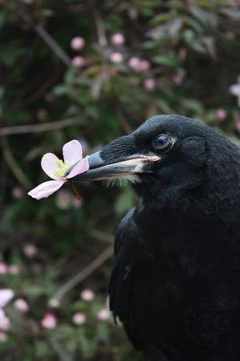 This lovely flower bearing crow brought to us all by Trish Boyce! Quoth The Raven, Jackdaw, Crows Ravens, The Raven, My Partner, Kraken, Magpie, Black Bird, Spirit Animal