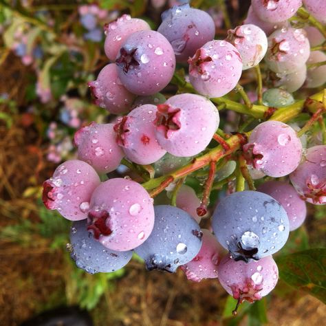 God is so creative!  Blueberries are so beautiful from green to a deep blue.  I need to draw and/or paint this photo I took from the berry bushes in the back yard! #1000gifts #blueberry #color #art #thegreatestartistofall Pink Blueberries, Potatoes Garden, Pink Blueberry, Blueberry Art, Blueberry Aesthetic, Blueberry Color, Potato Gardening, Growing Fruit Trees, Blue Berries