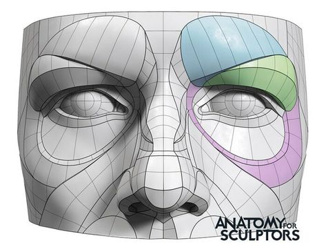 ArtStation - RThe orbital region forms by anatomy for sculptors, Anatomy For Sculptors Sculpting Eyes, Anatomy For Sculptors, Human Anatomy For Artists, Eye Anatomy, Head Anatomy, Face Anatomy, Anatomy Sculpture, 얼굴 드로잉, Human Anatomy Drawing