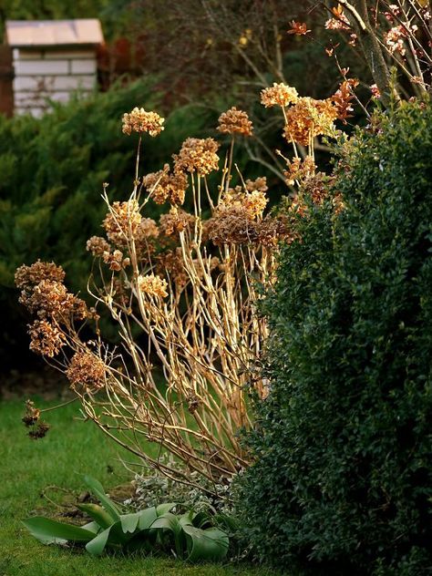 How To Transplant Hydrangea Bushes, Moving Hydrangea Bush, When To Transplant Hydrangeas, How To Transplant Hydrangeas, Transplant Hydrangea, Transplanting Hydrangeas, Barberry Bush, Incrediball Hydrangea, Annabelle Hydrangea