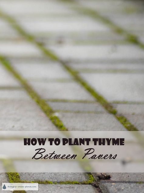 How to Plant Thyme Between Pavers - tips and hints... Patio Thyme | Planting Thyme Thyme Between Pavers, Grow Thyme, Corner Landscaping, Growing Thyme, Outdoor Landscape Design, Thyme Plant, Hydrangea Landscaping, Creeping Thyme, Landscape Architecture Drawing