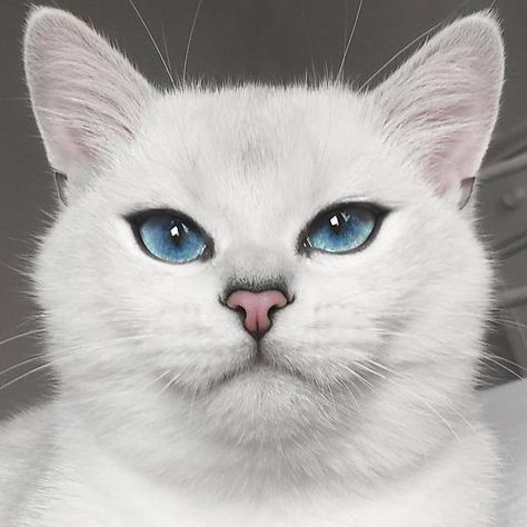 Coby é um gato branco da raça british shorthair que tem conquistado milhares de fãs na internet devido ao seu olhar sedutor.Os lindos olhos azuis do bichano... White Cat With Blue Eyes, Animals Sea, Cat With Blue Eyes, British Shorthair Cats, White Cats, Cat Wallpaper, Sea Ocean, Beautiful Cat, Pretty Cats