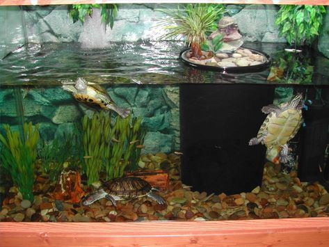 How to Keep Turtle Tanks Clear | eHow Pet Turtle Care, Turtle Tanks, Turtle Enclosure, Two Turtles, Turtle Terrarium, Red Eared Slider Turtle, Turtle Aquarium, Turtle Care, Turtle Homes