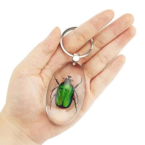 BTAMUD Keychain With Real Insect Specimens Bug Pendant Keychain Insect in Resin Specimen KeyRing Insect Crafts Insect Lover's Gift Christmas Gift Birthday Gift for Bugs Enthusiast: Amazon.com: Industrial & Scientific Fsa Eligible Items, Insect Crafts, Pendant Keychain, My Shopping List, Gift Christmas, Gift Birthday, Shopping List, Gift For Lover, Keychains