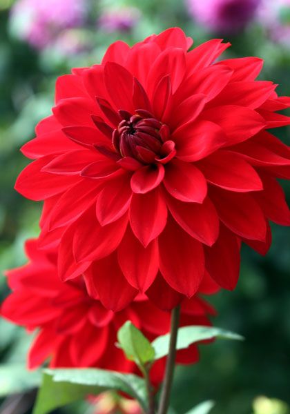 Heirloom Dahlia Bulbs House Front Garden, Dahlia Bulbs, The Painted Lady, Red Bridal Bouquet, Flower Foliage, Growing Dahlias, Red Garden, House Gardens, Best Flowers