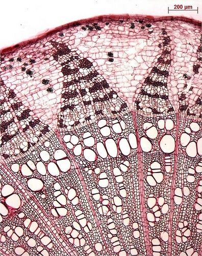 Microscopic Cells, Foto Macro, Microscopic Photography, Under The Microscope, Microscopic Images, About Plants, Folding Origami, Plant Cell, Microscopes