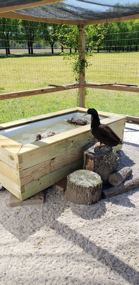 Hey there, I have been a member for a long time but not active. I keep both chickens and ducks, in the same run, and recently built a raised duck pond for my ducks. I've used kiddie pools for years as well as those black plastic things found in feed stores, all did the job but I wanted something... Duck Tub Ideas, Easy Diy Duck House, Quack Shack Ideas, Duck Coop Ideas Backyards, Easy Duck Coop, Duck Ponds Backyard Diy, Diy Duck Pond, Quack Shack, Duck Ponds